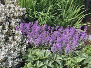 FD32886 Nepeta x faassenii EarliBlue (Plants for Europe)